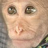 Baby monkey