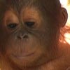 Baby orangutan