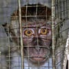 Monkey in a cage