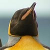 King penguins