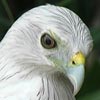 Brahminy kite