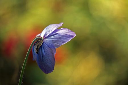 Blue poppy