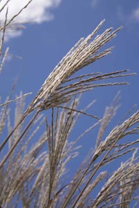 Blue skies and windswept grasses